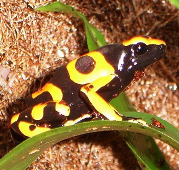 Dendrobates Leucomelas